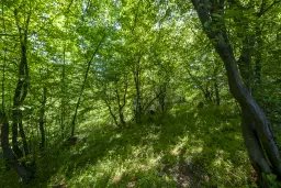 Bos 6.347 m² met uitzicht op het meer + toegang via geasfalteerde weg in de regio Montana - Bulgarije