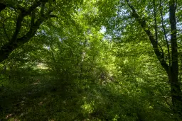 Bos 6.347 m² met uitzicht op het meer + toegang via geasfalteerde weg in de regio Montana - Bulgarije