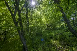 Bos 6.347 m² met uitzicht op het meer + toegang via geasfalteerde weg in de regio Montana - Bulgarije