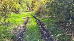Pand in Staropatitsa, Vidin - Bulgarije