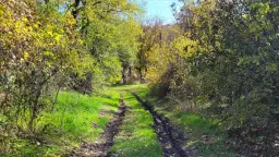 Pand in Staropatitsa, Vidin - Bulgarije