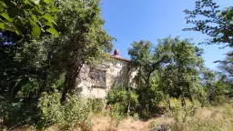 Pand in Staropatitsa, Vidin - Bulgarije