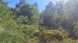 Loofbos 113.324 m² in Gorno Ozirovo, Varshets Montana - Bulgarije