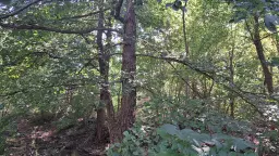 Loofbos 113.324 m² in Gorno Ozirovo, Varshets Montana - Bulgarije
