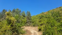 Loofbos 113.324 m² in Gorno Ozirovo, Varshets Montana - Bulgarije