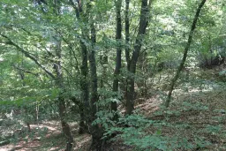 Loofbos 113.324 m² in Gorno Ozirovo, Varshets Montana - Bulgarije