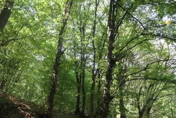 Loofbos 113.324 m² in Gorno Ozirovo, Varshets Montana - Bulgarije