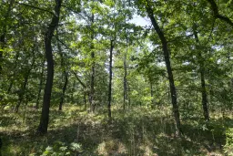 28.886 m² gemengd loofbos - regio Vidin - Bulgarije