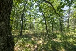 28.886 m² gemengd loofbos in de regio Vidin - Bulgarije