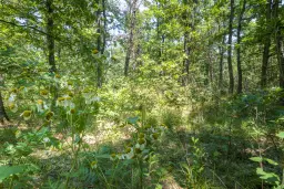 28.886 m² gemengd loofbos - regio Vidin - Bulgarije