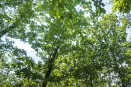 28.886 m² gemengd loofbos - regio Vidin - Bulgarije