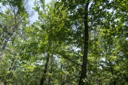 28.886 m² gemengd loofbos in de regio Vidin - Bulgarije