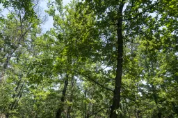 28.886 m² gemengd loofbos - regio Vidin - Bulgarije