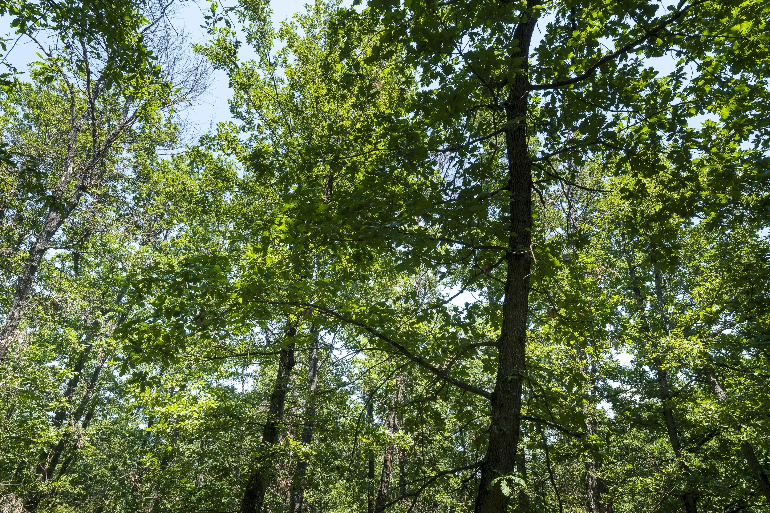 28.886 m² gemengd loofbos - regio Vidin - Bulgarije