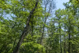 28.886 m² gemengd loofbos - regio Vidin - Bulgarije