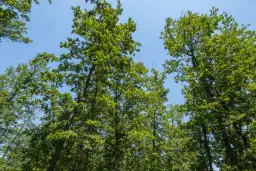 28.886 m² gemengd loofbos - regio Vidin - Bulgarije