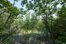 Gemengd loofbos 23.204 m² in Bela, Belogradchik - Bulgarije