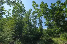 Gemengd loofbos 23.204 m² in Bela, Belogradchik - Bulgarije