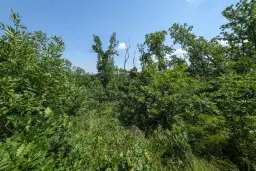 Gemengd loofbos 23.204 m² in Bela, Belogradchik - Bulgarije