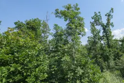 Gemengd loofbos 23.204 m² in Bela, Belogradchik - Bulgarije