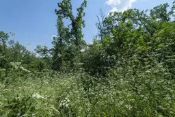 Gemengd loofbos 23.204 m² in Bela, Belogradchik - Bulgarije
