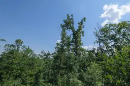 Gemengd loofbos 23.204 m² in Bela, Belogradchik - Bulgarije