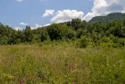 Gemengd loofbos 26.802 m² in Belogradchik - Bulgarije