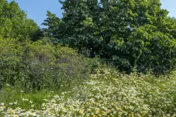 26.802 m² gemengd loofbos in Belogradchik - Bulgarije