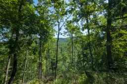Gemengd loofbos, 21.902 m² in Belogradchik - Bulgarije