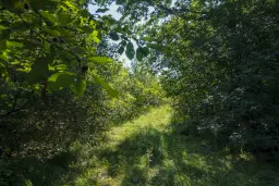 23.781 m² gemengd loofbos in de regio Vidin - Bulgarije