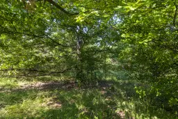 23.781 m² gemengd loofbos in de regio Vidin - Bulgarije