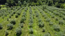 Boerderij in Cartoceto (PU) met kelder, olijfgaarden en land