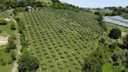 Boerderij in Cartoceto (PU) met kelder, olijfgaarden en land