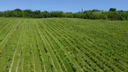 Boerderij in Cartoceto (PU) met kelder, olijfgaarden en land