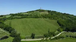Boerderij in Cartoceto (PU) met kelder, olijfgaarden en land