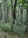 7.499 m² bosgrond (twee percelen) - Kostel, Veliko Tarnovo - Bulgarije