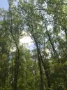7.499 m² bosgrond (twee percelen) - Kostel, Veliko Tarnovo - Bulgarije