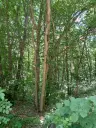 7.499 m² bosgrond (twee percelen) - Kostel, Veliko Tarnovo - Bulgarije