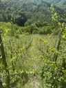 972 m² wijngaard met Riesling in Zell, Cochem - Duitsland
