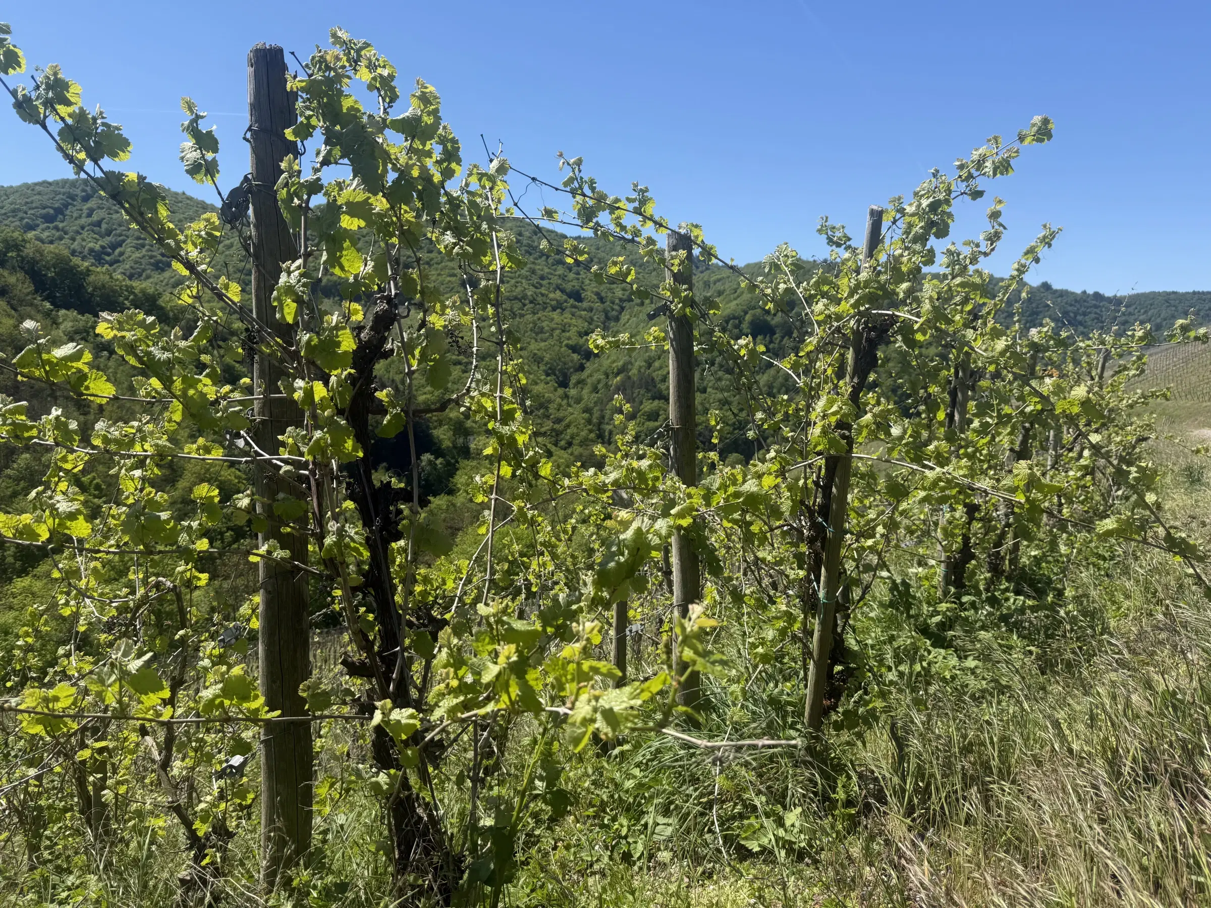 972 m² wijngaard met Riesling in Zell, Cochem - Duitsland