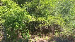 Bosgrond te koop – 31,507 m² (één perceel) | Investeringsmogelijkheid & Natuurretraite | Regio Vidin, Bulgarije