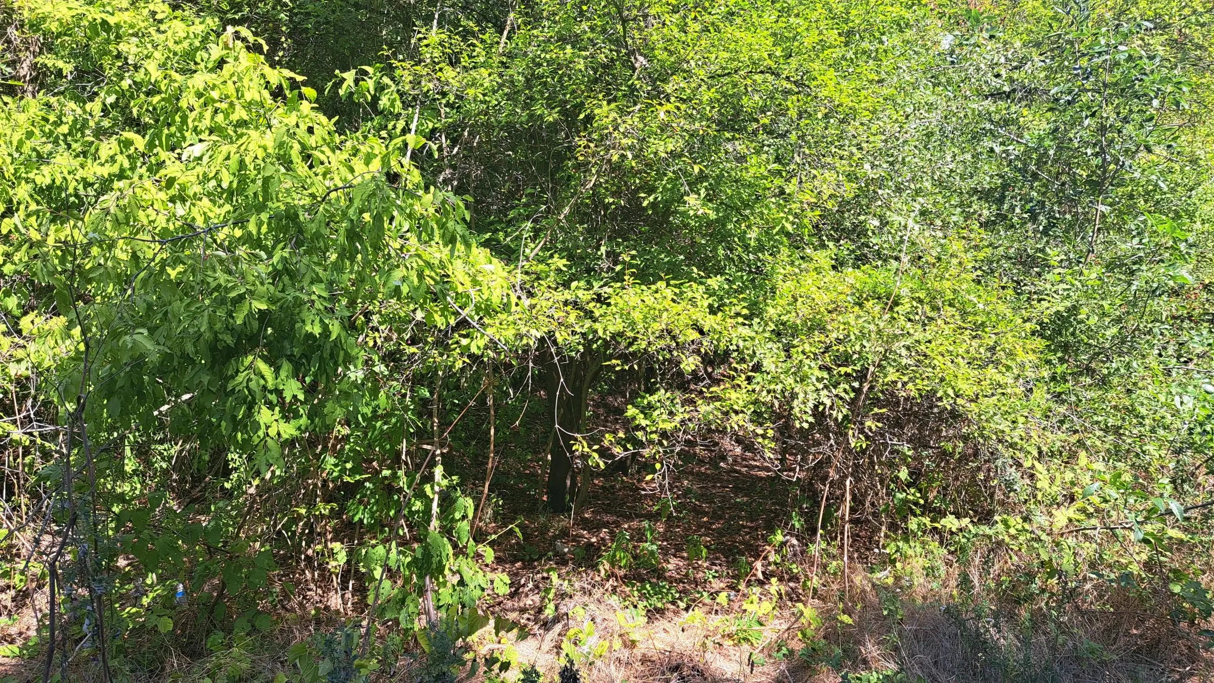 Bosgrond te koop – 31,507 m² (één perceel) | Investeringsmogelijkheid & Natuurretraite | Regio Vidin, Bulgarije