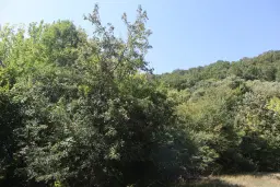 Bosgrond te koop – 31,507 m² (één perceel) | Investeringsmogelijkheid & Natuurretraite | Regio Vidin, Bulgarije
