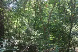 Bosgrond te koop – 31,507 m² (één perceel) | Investeringsmogelijkheid & Natuurretraite | Regio Vidin, Bulgarije