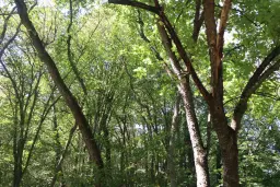 Bosgrond te koop – 31,507 m² (één perceel) | Investeringsmogelijkheid & Natuurretraite | Regio Vidin, Bulgarije