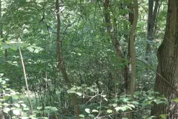 Bosgrond te koop – 31,507 m² (één perceel) | Investeringsmogelijkheid & Natuurretraite | Regio Vidin, Bulgarije