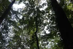 Bosgrond te koop – 31,507 m² (één perceel) | Investeringsmogelijkheid & Natuurretraite | Regio Vidin, Bulgarije