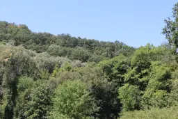 Bosgrond te koop – 31,507 m² (één perceel) | Investeringsmogelijkheid & Natuurretraite | Regio Vidin, Bulgarije