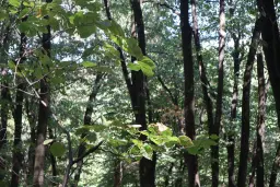 Bosgrond te koop – 31,507 m² (één perceel) | Investeringsmogelijkheid & Natuurretraite | Regio Vidin, Bulgarije