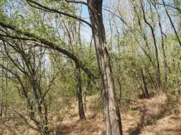 Bosgrond te koop – 31,507 m² (één perceel) | Investeringsmogelijkheid & Natuurretraite | Regio Vidin, Bulgarije